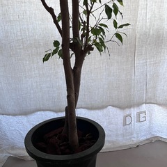 観葉植物　ベンジャミン 高さ約180センチの画像