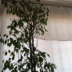 観葉植物　ベンジャミン 高さ約180センチの画像