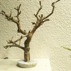 枯れ木のオブジェの画像