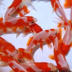 金魚　更紗和金 三尾5匹約7～8cmの画像