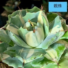 アガベ【王妃雷神錦】直子株の画像