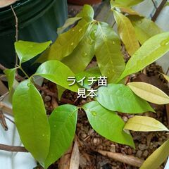 ライチ 沖縄県産 抜き苗 1本 約20cm前後の画像