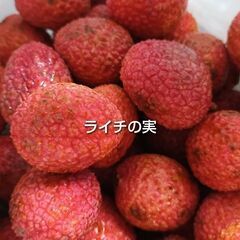 ライチ 沖縄県産 抜き苗 1本 約20cm前後の画像