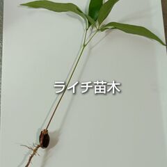 ライチ 沖縄県産 抜き苗 1本 約20cm前後の画像