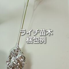 ライチ 沖縄県産 抜き苗 1本 約20cm前後の画像