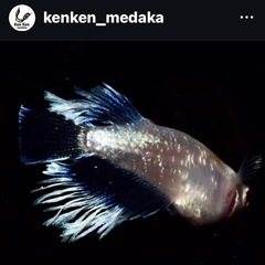 メダカ 【レッドクリフ紅白】参考画像の画像