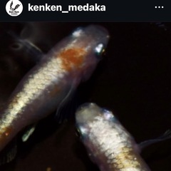 メダカ 【レッドクリフ紅白】参考画像の画像