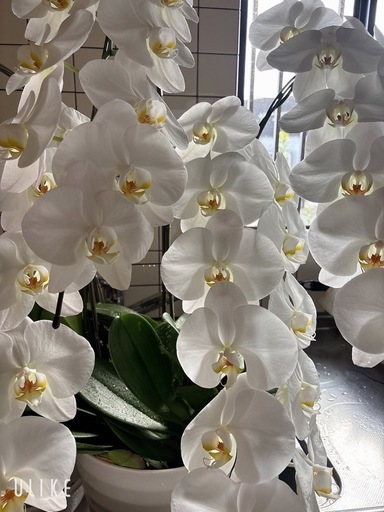 胡蝶蘭 ５本立て