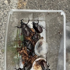 カブトムシ　クワガタムシの画像