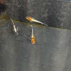 メダカ　朱光菊ブルー
の画像