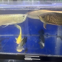 アロワナの画像
