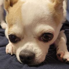 犬あげます。
