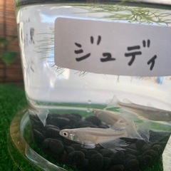 長崎メダカ無人販売
の画像