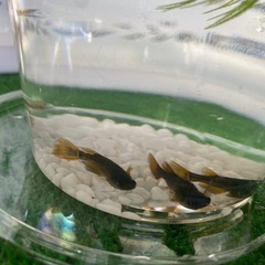 長崎メダカ無人販売
の画像