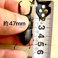 ☆大型コクワガタ☆47mm2匹セットの画像