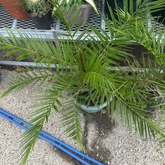 カナリーヤシ🌴2鉢セットの画像