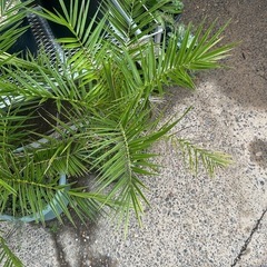 カナリーヤシ🌴2鉢セットの画像