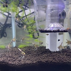 エンゼルフィッシュ　稚魚　成長中の画像
