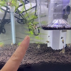 エンゼルフィッシュ　稚魚　成長中の画像