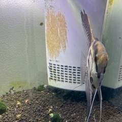 エンゼルフィッシュ　稚魚　成長中の画像