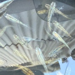 メダカ　ラメ王　みゆき　サンシャイン　サボテンの画像