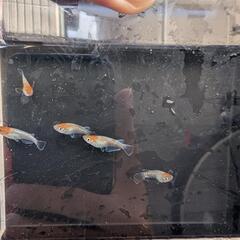 【ビーンズ様直系】天照(紅白系) 若魚 5匹1,500円　紅白体外光　アマテラス　オリジアスの画像