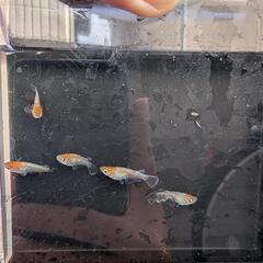 【ビーンズ様直系】天照(紅白系) 若魚 5匹1,500円　紅白体外光　アマテラス　オリジアスの画像