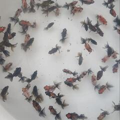 金魚すくい  名古屋市港区