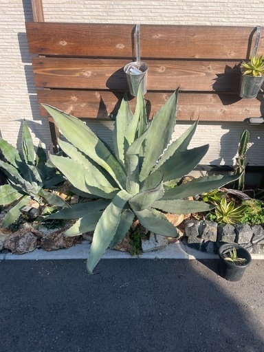 アガベ　シュリベイ・マグナ