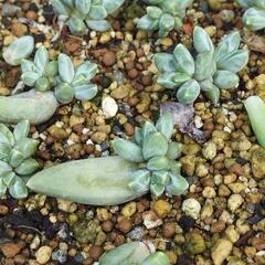 グラウクム多肉植物の画像