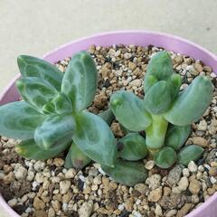 グラウクム多肉植物の画像
