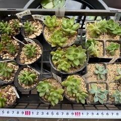 多肉植物の画像