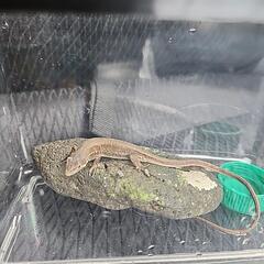 決定済み【急募】ニホンカナヘビ？の画像