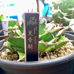 🔵SOLD🔵アガベ【ハデス/黒帝斯】中株の画像