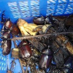 カブトムシ　残りわずか　無料の画像