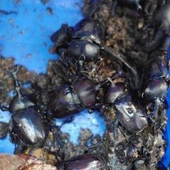 カブトムシ　残りわずか　無料の画像