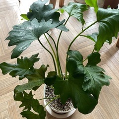 観葉植物セローム　鉢つきの画像