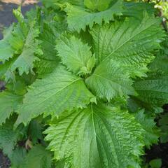 大葉（青じそ）農薬不使用　４苗