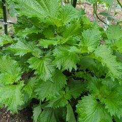 大葉（青じそ）農薬不使用　４苗の画像