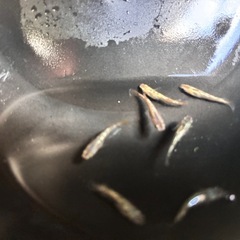 メダカ　令和黒ラメサファイアの画像