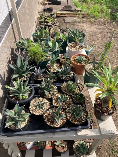 多肉植物アガベセット18鉢【発送不可・長野引取希望】 s14242.jpg