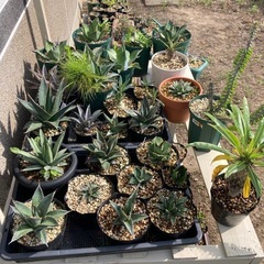 観葉植物（アガベ、多肉植物など）の画像