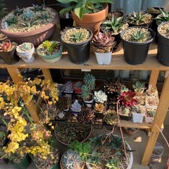 観葉植物（アガベ、多肉植物など）の画像