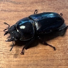 オオクワガタ　能勢YG 新成虫ペアの画像