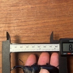 オオクワガタ　能勢YG 新成虫ペアの画像