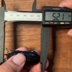 オオクワガタ　能勢YG 新成虫ペアの画像