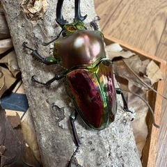 ニジイロクワガタ　トリオ　オス　ツノ左右非対称の為安くなっております。の画像