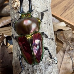 ニジイロクワガタ　トリオ　オス　ツノ左右非対称の為安くなっております。の画像