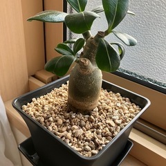 2025.07.26撮影　②アデニウム　オベスム　鉢ごと　塊根植物　　観葉植物の画像