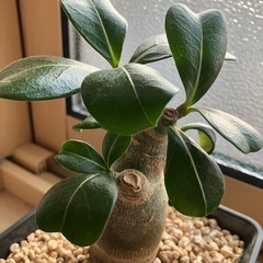 2025.07.26撮影　②アデニウム　オベスム　鉢ごと　塊根植物　　観葉植物の画像